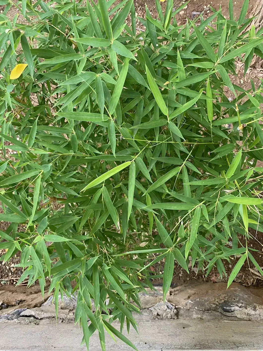 High Quality Herbal Extract Powder Silica Bamboo Leaf Extract for Skin