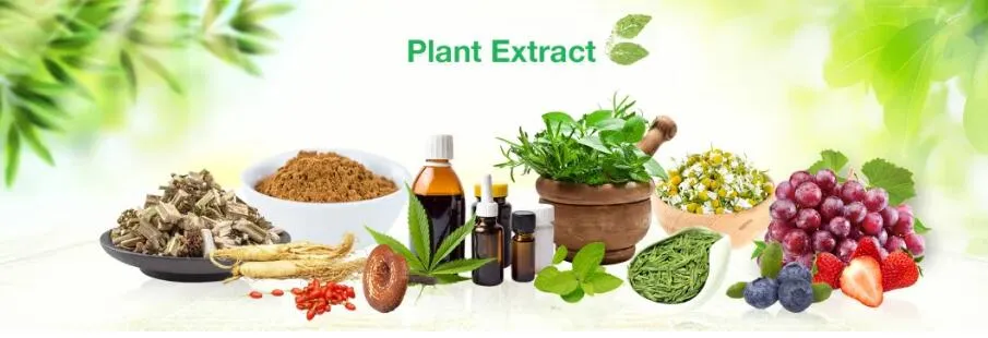 990,8% d'extrait d'herbe de Galanthamine Lycoris Radiata pour la myasthénie et la myopathie 2