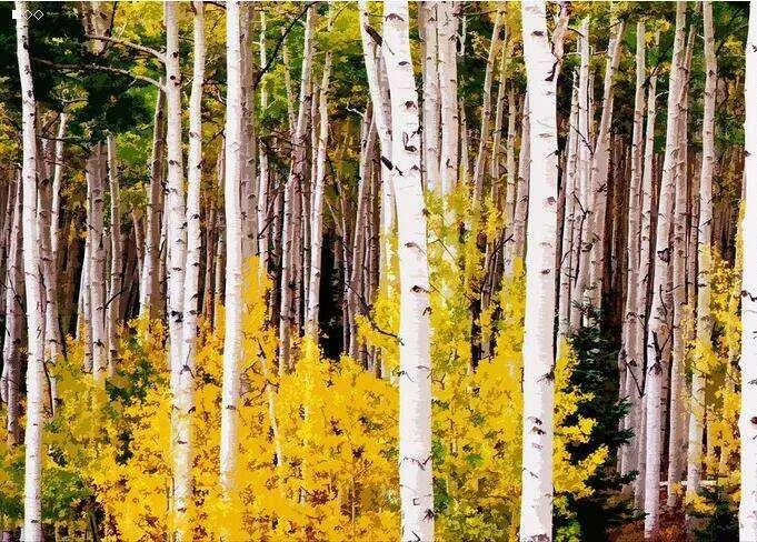 Supplément naturel pur Extrait d'écorce de bouleau 98% Bétulinique 0